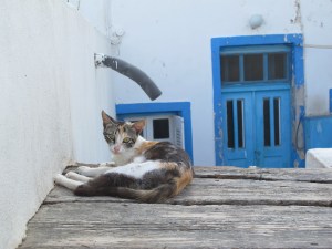 The only residents we located at the top of Thirassia